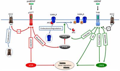 Mechanism of BDNF Modulation in GABAergic Synaptic Transmission in Healthy and Disease Brains